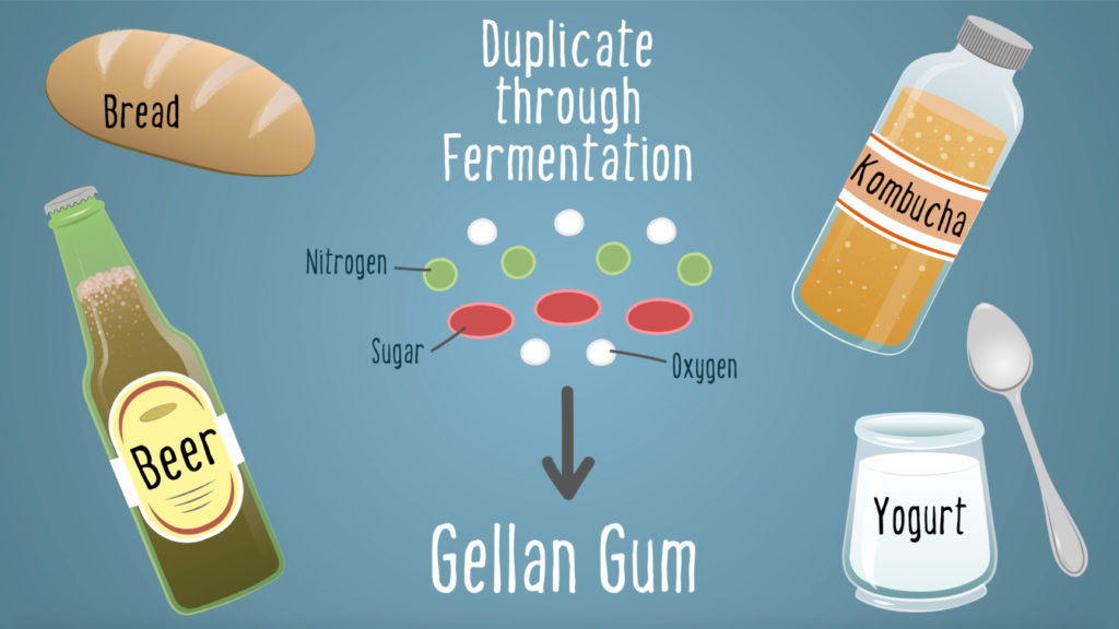 Gellan-Gum_Fermentation