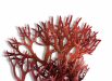 Red seaweed on white background